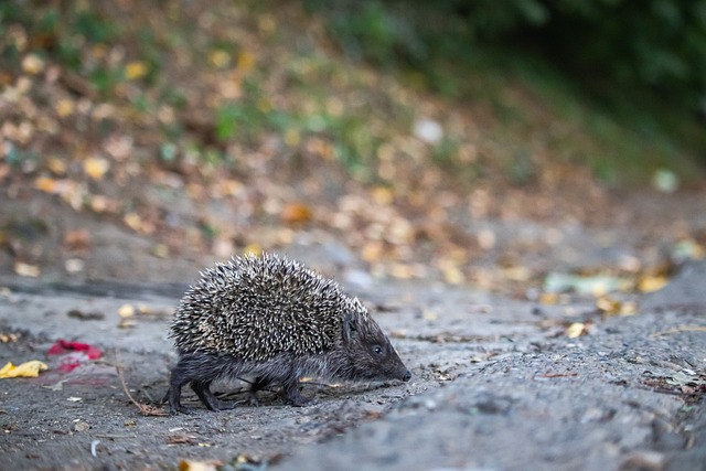 的先进打球 的先进打球